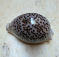 Cypraea Pantherina